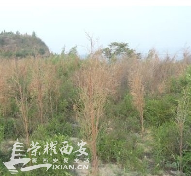 澄城县领导带头种树劳民伤财无一存活 到底在