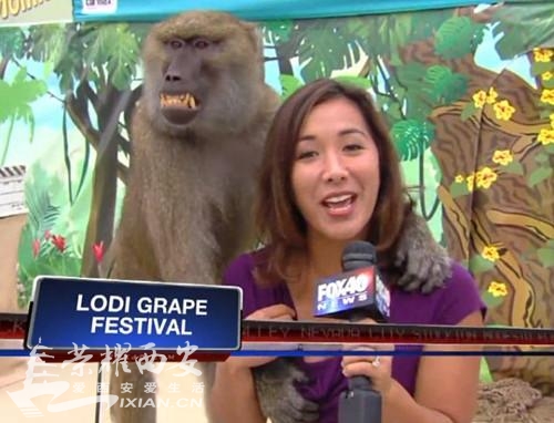 美国女主持遭狒狒袭胸15分钟-朝闻天下|荣耀