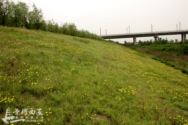 骑单车过横桥所见.-城市发展|荣耀西安网|西安论