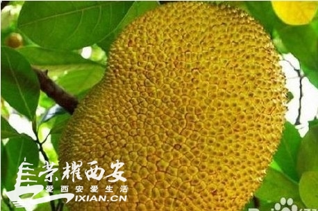 【水果人生】之--怎样挑选榴莲-你吃了么|荣耀