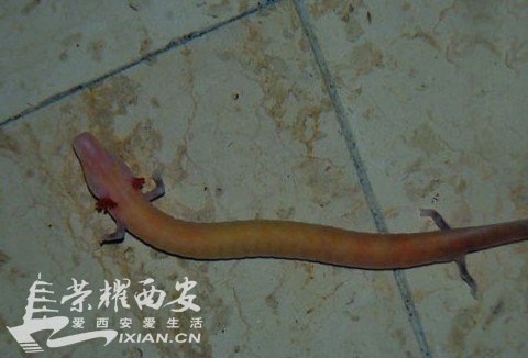 昆仑山古洞穴发现真龙 揭秘奇异生物-古城杂谈