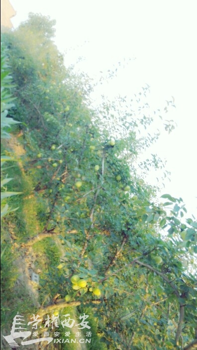 你家有 菜园,俺家有果园@小狐狸-西安拍客|荣