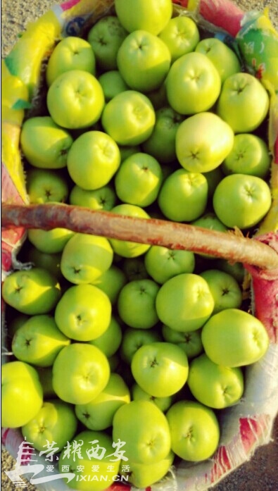 你家有 菜园,俺家有果园@小狐狸-西安拍客|荣