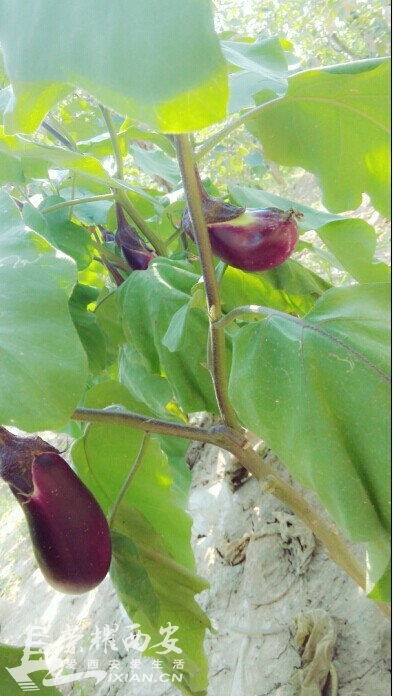 你家有 菜园,俺家有果园@小狐狸-西安拍客|荣