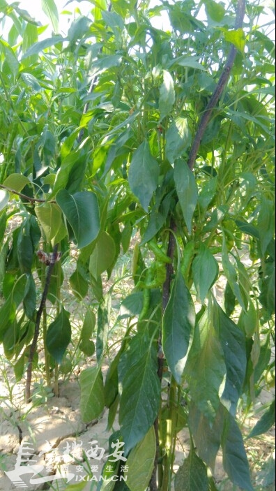 你家有 菜园,俺家有果园@小狐狸-西安拍客|荣