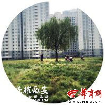 气象预报说西安今天下雪备好啤酒炸鸡迎接首场