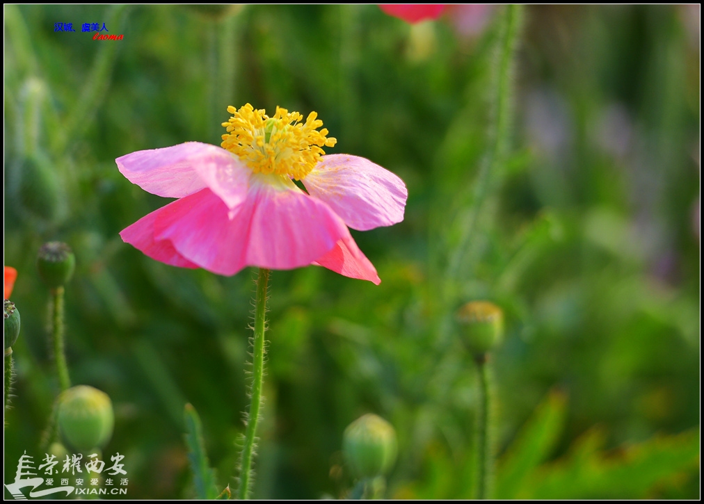 虞美人花争艳-西安拍客|荣耀西安网|西安论坛-爱