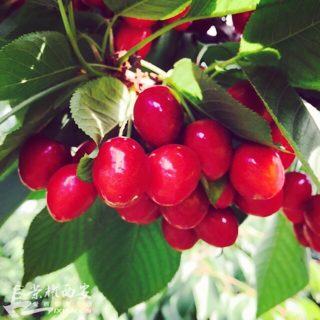 朗农有机樱桃采摘节--有幸跟随荣耀网的小伙伴