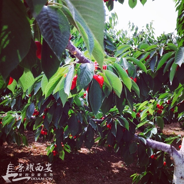 朗农有机樱桃采摘节--有幸跟随荣耀网的小伙伴