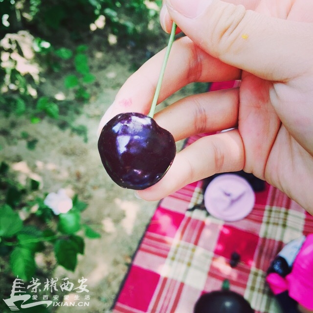 朗农有机樱桃采摘节--有幸跟随荣耀网的小伙伴