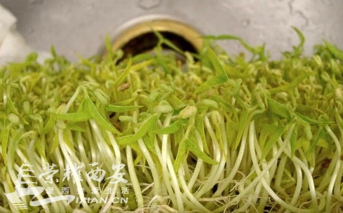 多吃豆芽菜的好处-你吃了么|荣耀西安网|西安论