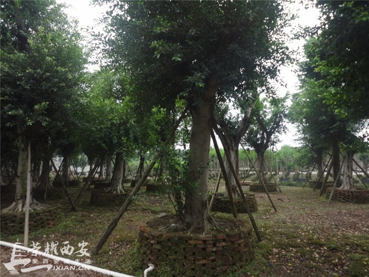 大家讨论下西安市的梧桐树的利弊以及西安绿化