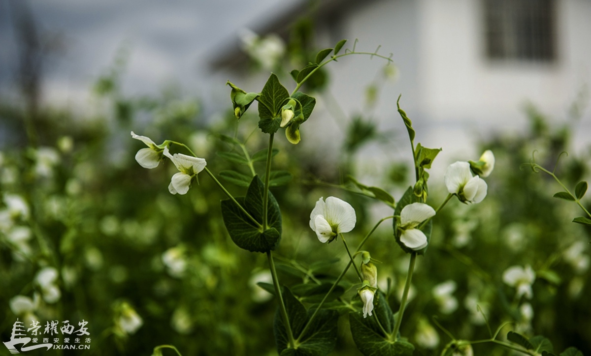 中国最美十个小镇之一-安康流水镇-西安拍客|荣