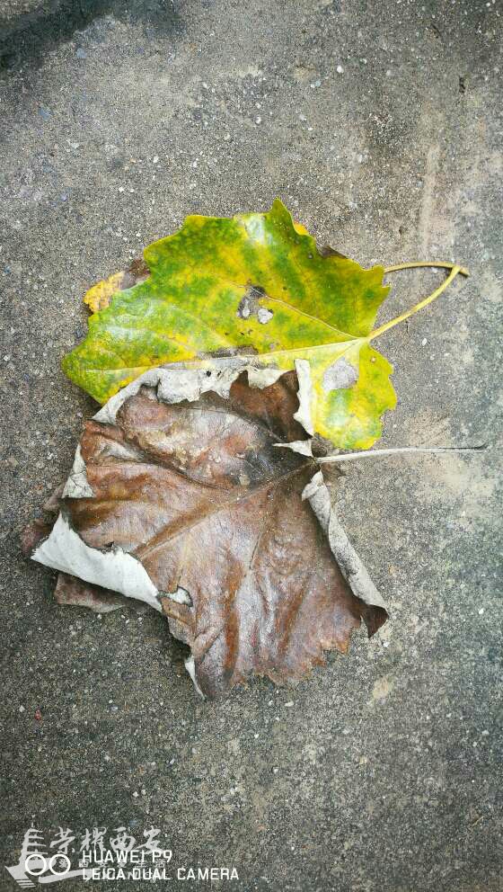 西安网约车车政策终于出炉啦!-西安交通|荣耀西