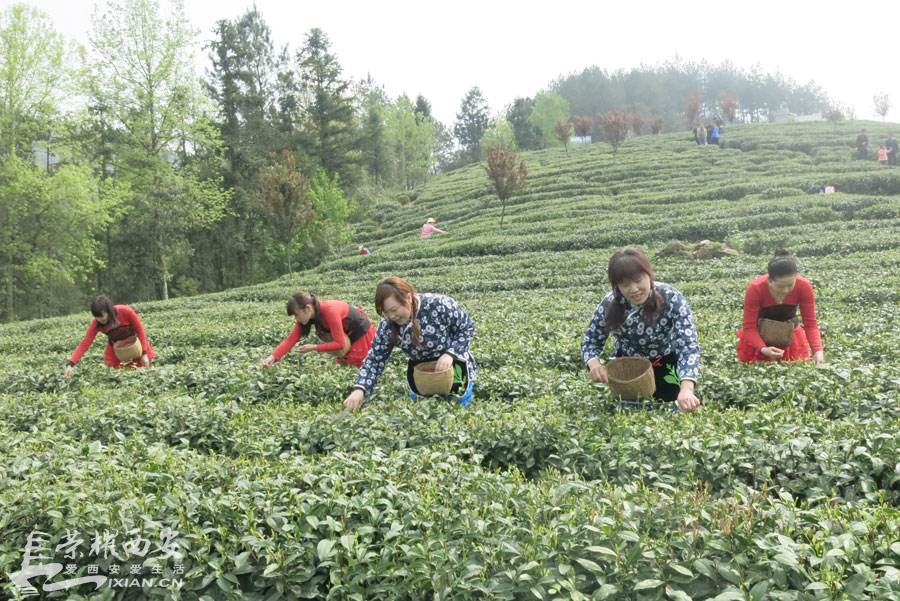 带娃去紫阳采茶踏青,美好的生活不过如此