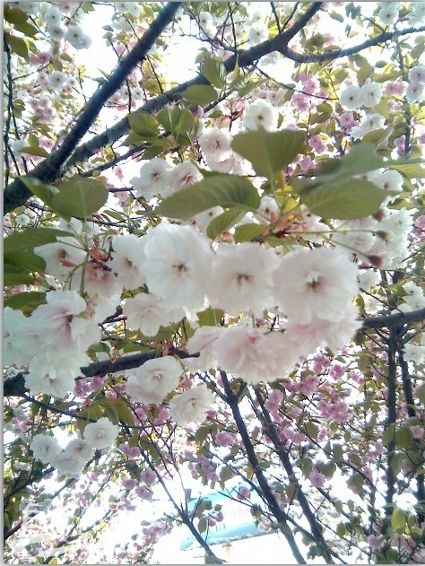 长安区 樱花广场小游-西安拍客|荣耀西安网|西安