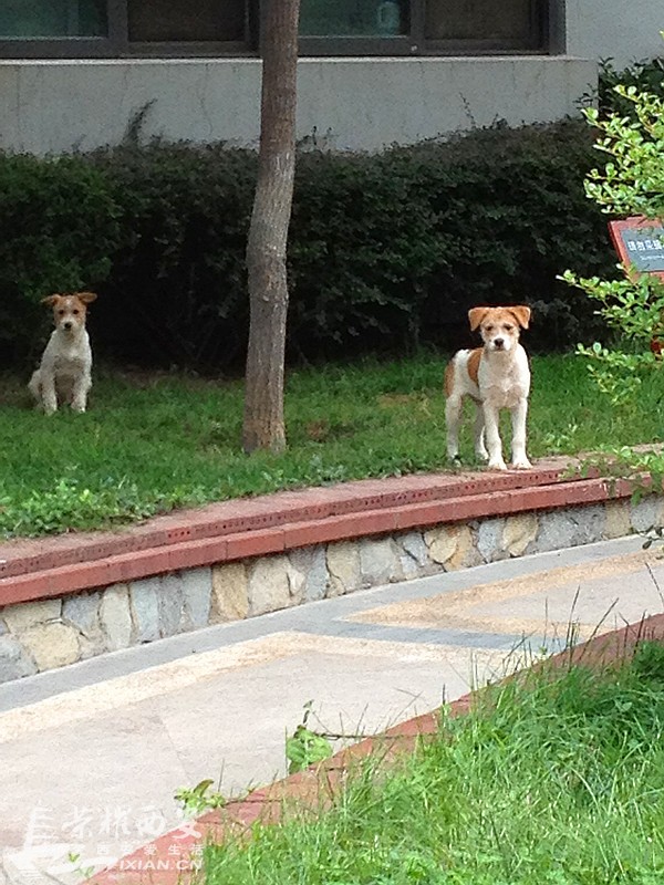 枫林绿洲流浪狗兄弟已被救出 附都市快报新闻