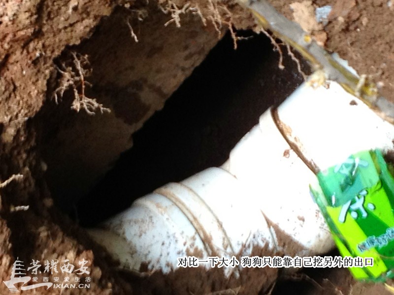 枫林绿洲流浪狗兄弟已被救出 附都市快报新闻