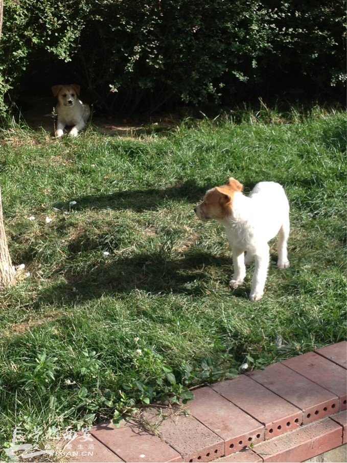 枫林绿洲流浪狗兄弟已被救出 附都市快报新闻