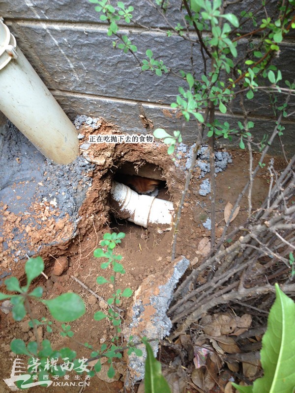 枫林绿洲流浪狗兄弟已被救出 附都市快报新闻