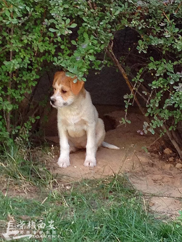 枫林绿洲流浪狗兄弟已被救出 附都市快报新闻