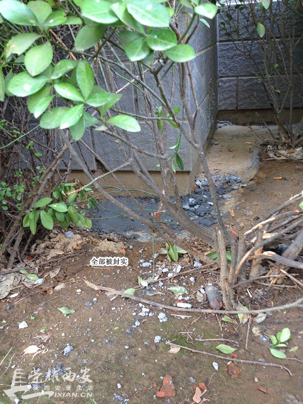 枫林绿洲流浪狗兄弟已被救出 附都市快报新闻