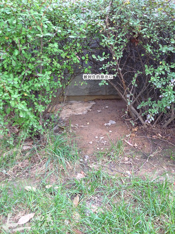 枫林绿洲流浪狗兄弟已被救出 附都市快报新闻