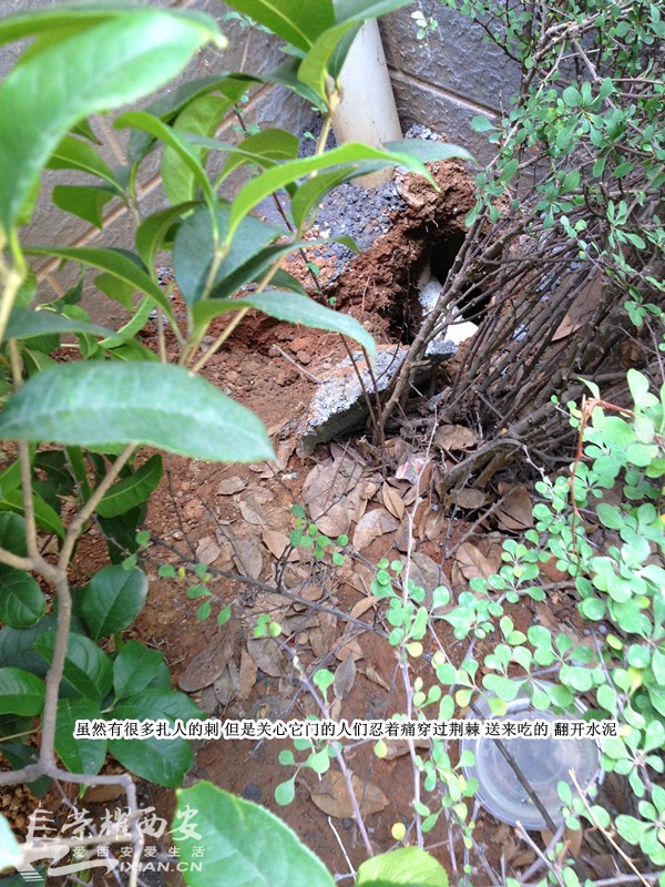 枫林绿洲流浪狗兄弟已被救出 附都市快报新闻