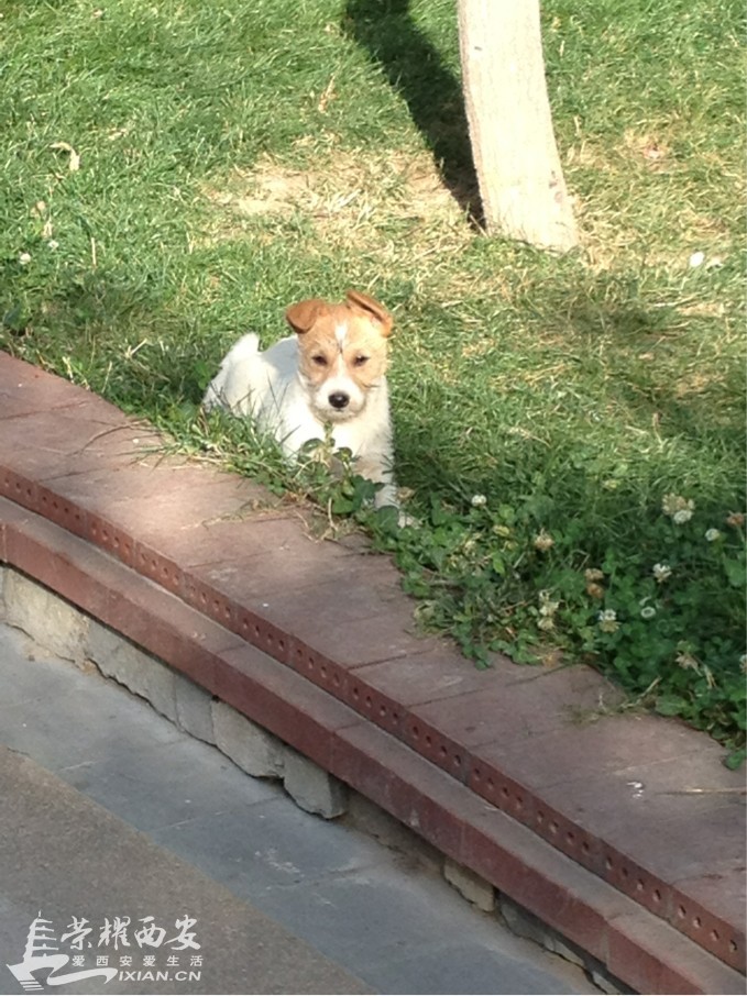 枫林绿洲流浪狗兄弟已被救出 附都市快报新闻