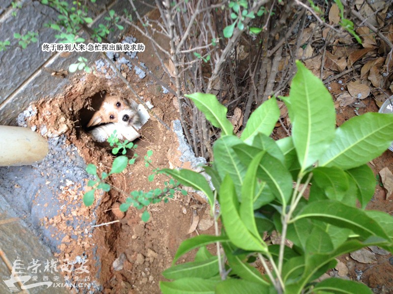 枫林绿洲流浪狗兄弟已被救出 附都市快报新闻