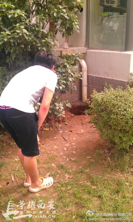 枫林绿洲流浪狗兄弟已被救出 附都市快报新闻