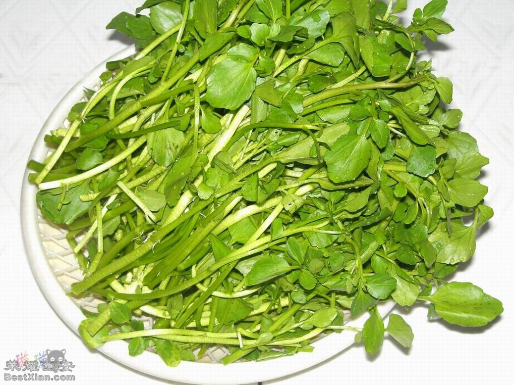 请问一下,西安哪里有卖西洋菜-你吃了么|荣耀西