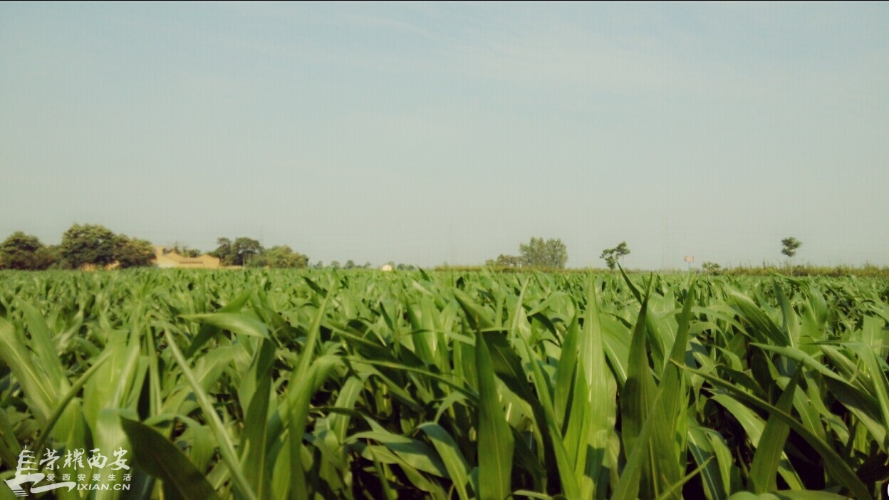 你家有菜园,俺家有果园@小狐狸