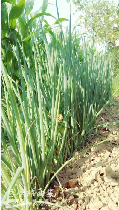 你家有菜园,俺家有果园@小狐狸