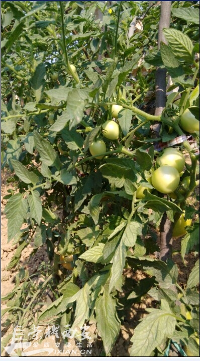 你家有菜园,俺家有果园@小狐狸