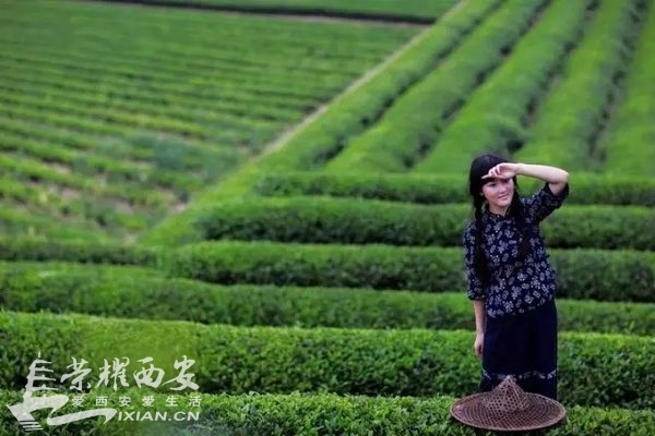 带娃去紫阳采茶踏青,美好的生活不过如此